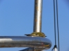 P1160110