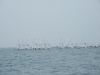 DSCF7271