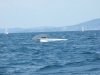 DSCF5981